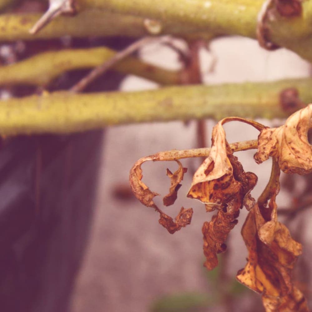 Tomato Bacterial Canker